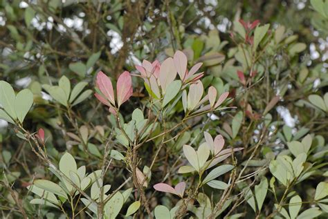 楨楠屬|Machilus obovatifolia